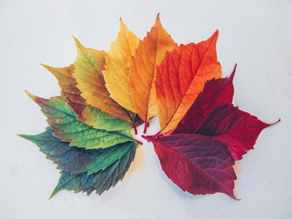 Different colored leaves. Photo by Chris Lawton (https://unsplash.com/photos/c0rIh0nFTFU)